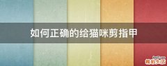 如何正确的给猫咪剪指甲