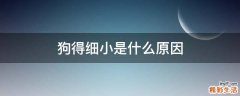 狗得细小是什么原因
