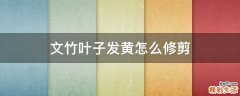 文竹叶子发黄怎么修剪