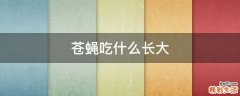 苍蝇吃什么长大