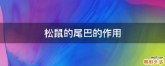 松鼠的尾巴的作用