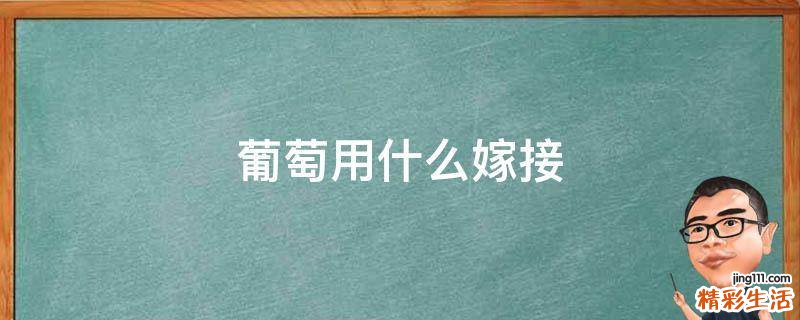 葡萄用什么嫁接