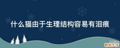 什么猫由于生理结构容易有泪痕