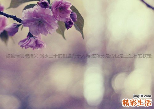 决明子泡水的功效