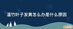 温竹叶子发黄怎么办是什么原因