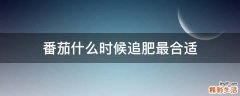 番茄什么时候追肥最合适