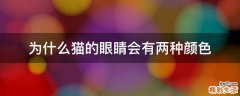 为什么猫的眼睛会有两种颜色