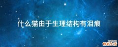什么猫由于生理结构有泪痕