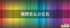 猪蹄怎么分左右