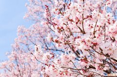 满架蔷薇一院香 祛瘀生肌疗金疮
