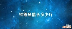 锦鲤鱼能长多少斤