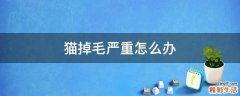 猫掉毛严重怎么办