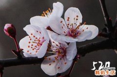 520送什么浪漫礼物