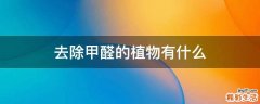去除甲醛的植物有什么