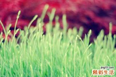 芝麻糊的营养价值