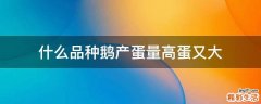 什么品种鹅产蛋量高蛋又大