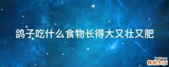 鸽子吃什么食物长得大又壮又肥