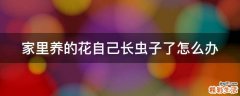 家里养的花自己长虫子了怎么办