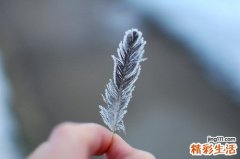 5 鸡肝的营养价值