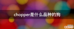 chopper是什么品种的狗