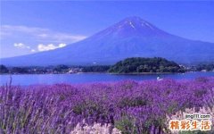 女性春季养生喝什么茶