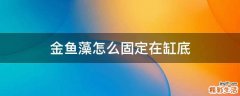 金鱼藻怎么固定在缸底