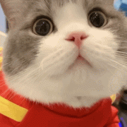 养猫仅10天，女孩变秃头！猫咪患的皮肤病会传染给人吗？