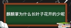 麒麟掌为什么长叶子花开的少呢