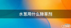 水葱用什么除草剂