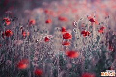 练太极拳为啥膝盖关节疼