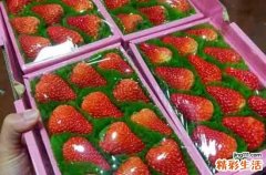 野生草莓什么季节成熟