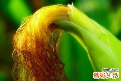 糯玉米VS甜玉米 除了口感，它们的营养也大不同