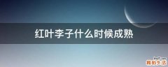 红叶李子什么时候成熟