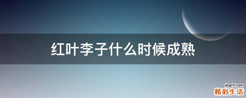 红叶李子什么时候成熟