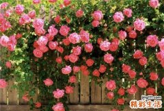 11 太极拳养生入道要旨