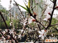 樱花饼、桃花酒、槐花饭……“吃花季” 你喜欢哪一道？