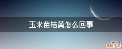 玉米苗枯黄怎么回事