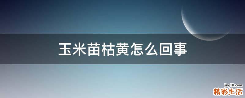 玉米苗枯黄怎么回事