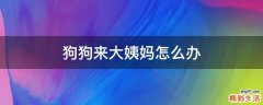 狗狗来大姨妈怎么办