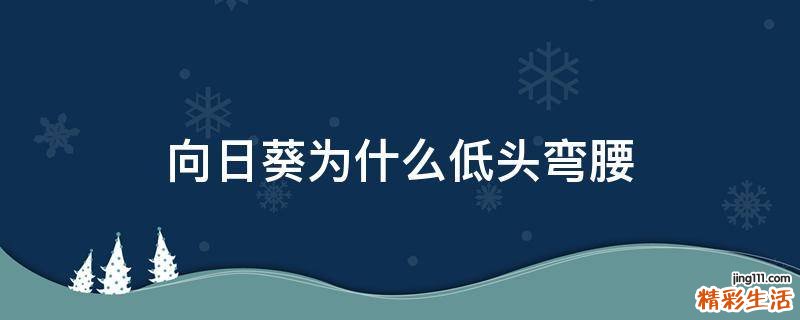 向日葵为什么低头弯腰