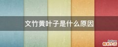 文竹黄叶子是什么原因