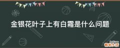 金银花叶子上有白霜是什么问题
