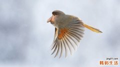 4 经皮毒是怎么从皮肤侵入的
