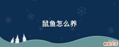 鼠鱼怎么养