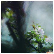 藏红花可以和玫瑰花一起泡吗