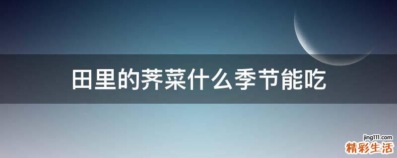田里的荠菜什么季节能吃