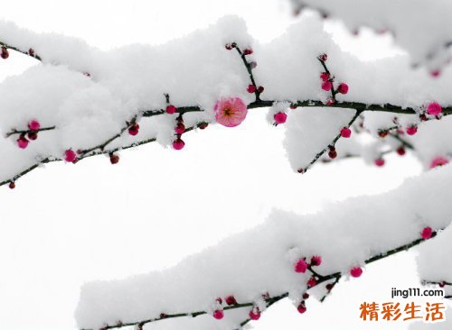 吃海参补肾吗
