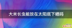 大米长虫能放在太阳底下晒吗