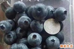 蓝莓为什么要一盒一盒的卖 怎么样挑选蓝莓