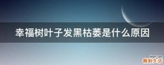 幸福树叶子发黑枯萎是什么原因
